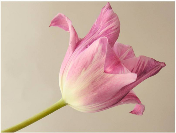 Kuvatapetti Artgeist Pink tulip, eri kokoja