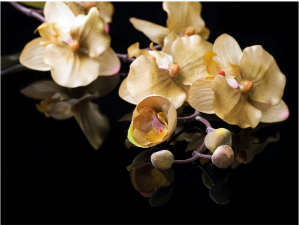 Kuvatapetti Artgeist Orchids in ecru color, eri kokoja
