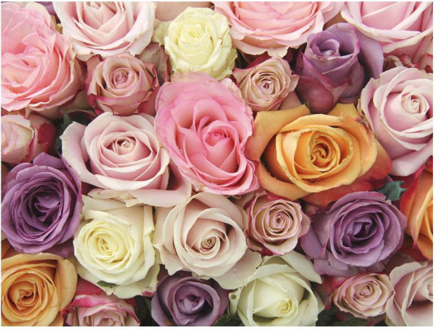 Kuvatapetti Artgeist Pastel roses, eri kokoja