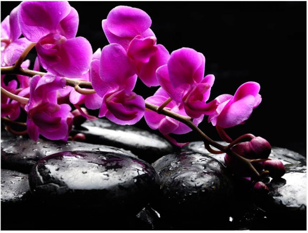 Kuvatapetti Artgeist Rentouttava hetki: orkidea ja kivet, eri kokoja