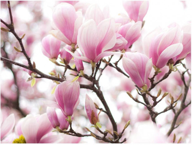 Kuvatapetti Artgeist Magnolia blossoms, eri kokoja