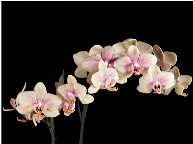 Kuvatapetti Artgeist Kukkiva orkidea, eri kokoja