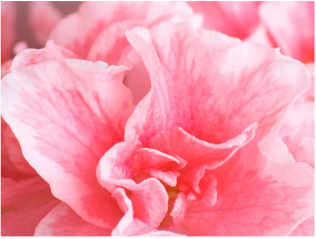 Kuvatapetti Artgeist Pink Azalea Flower, eri kokoja