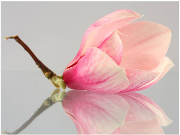 Kuvatapetti Artgeist Yksinäinen magnolia, eri kokoja