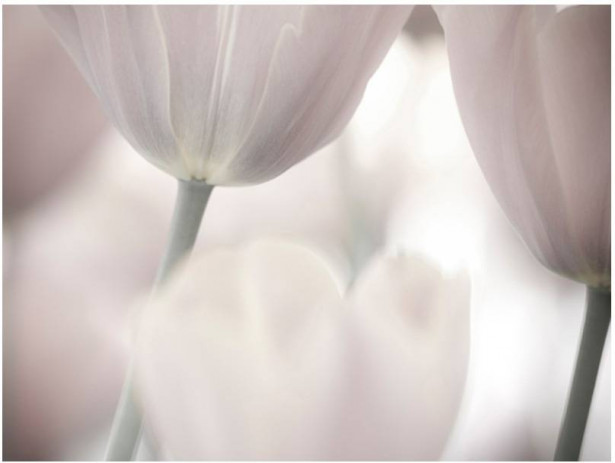 Kuvatapetti Artgeist Tulips fine art - black and white, eri kokoja
