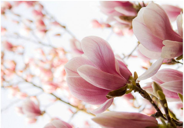 Kuvatapetti Artgeist Pink Magnolia, eri kokoja