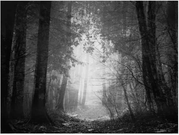 Kuvatapetti Artgeist Forest of Shadows, eri kokoja