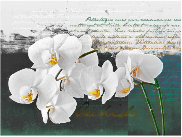 Kuvatapetti Artgeist Orkidea - runoilijan inspiraatio, eri kokoja
