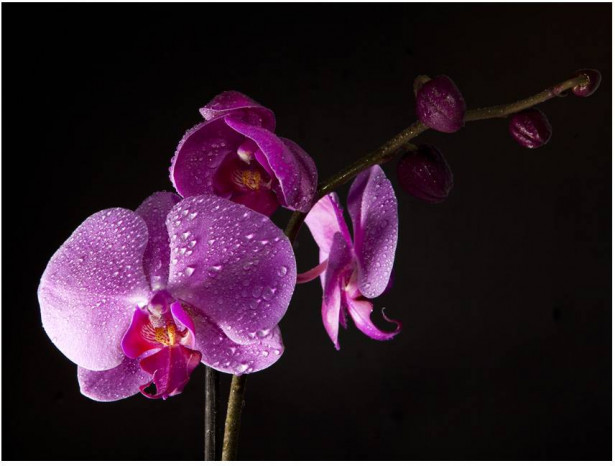 Kuvatapetti Artgeist Stylish orchis, eri kokoja