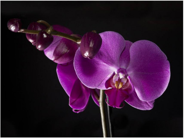 Kuvatapetti Artgeist Elegant orchis, eri kokoja