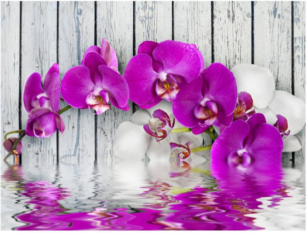 Kuvatapetti Artgeist Violet orchids with water reflexion, eri kokoja