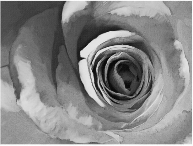 Kuvatapetti Artgeist Mustavalkoinen ruusu, eri kokoja