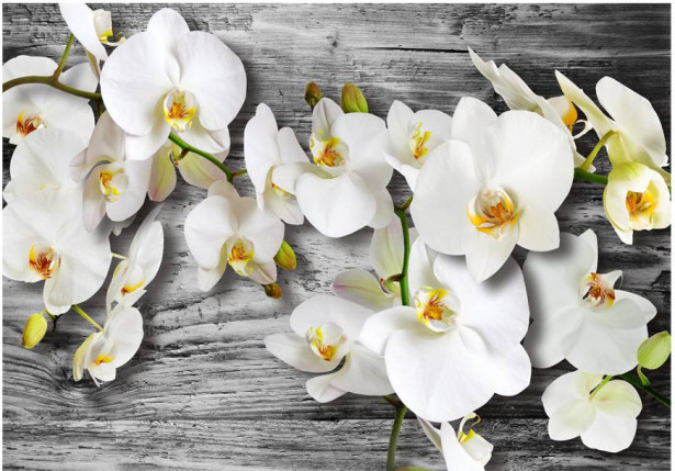 Kuvatapetti Artgeist Callous orchids III, eri kokoja