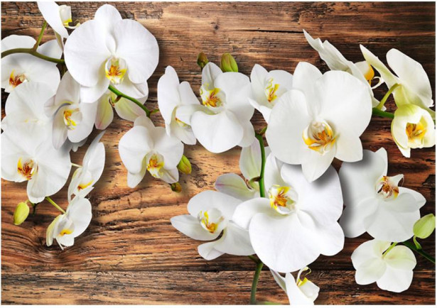 Kuvatapetti Artgeist Forest Orchid, eri kokoja