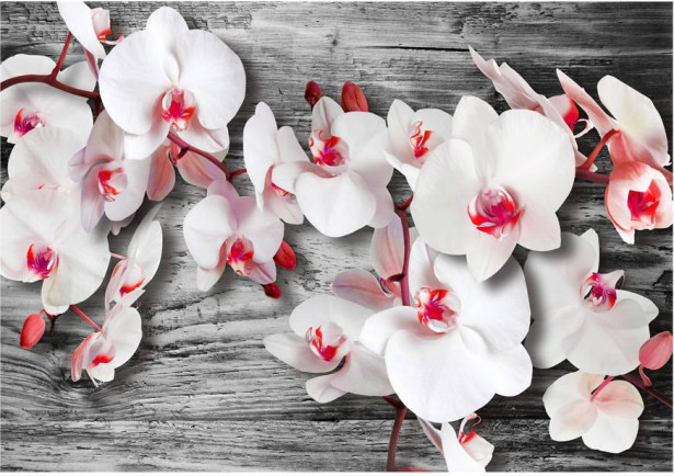 Kuvatapetti Artgeist Callous orchids, eri kokoja