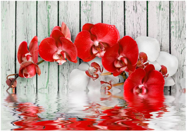 Kuvatapetti Artgeist Ruby orchid, eri kokoja