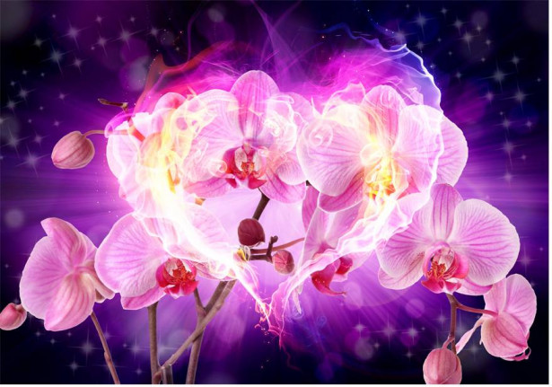 Kuvatapetti Artgeist Orchids in flames, eri kokoja
