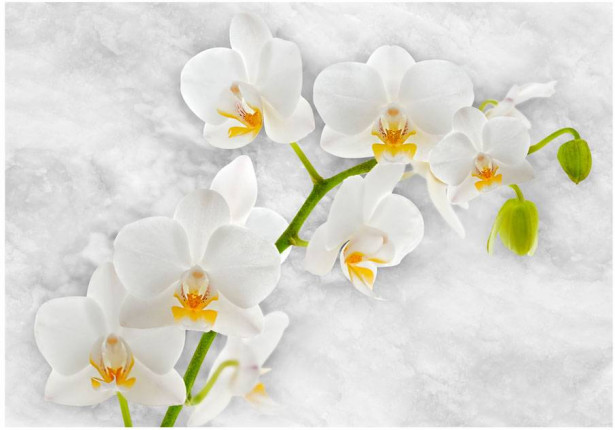Kuvatapetti Artgeist Lyrical orchid - White, eri kokoja