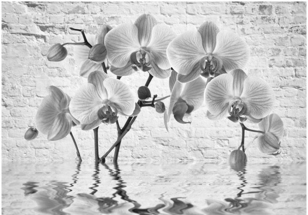 Kuvatapetti Artgeist Orchid in Shades of Gray, eri kokoja