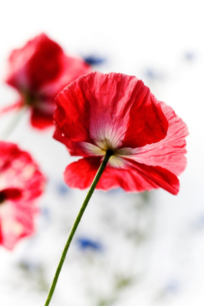 Paneelitapetti PhotoWallXL Red Poppy 158003 1860x2790 mm