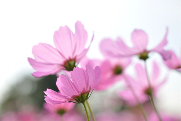 Paneelitapetti PhotoWallXL Pink Cosmos 158009 4185x2790 mm