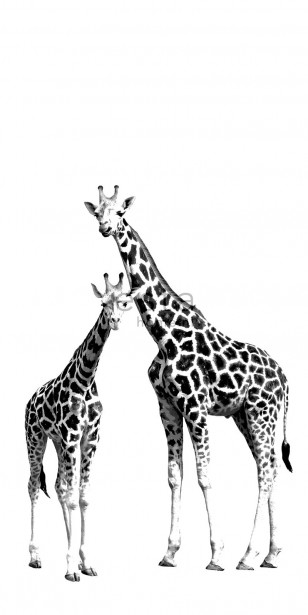Kuvatapetti PhotowallXL Two Giraffes 158701 1395x2790 mm