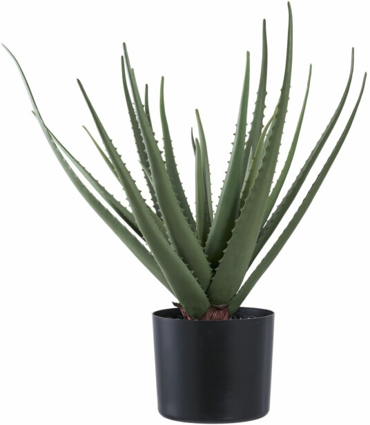 Tekokasvi House Nordic Aloe Vera, 51cm, vihreä