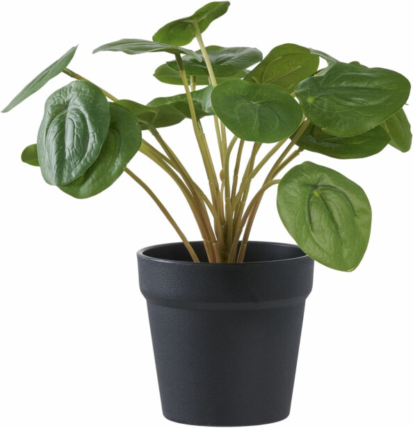 Tekokasvi House Nordic Kilpipiilea, 28cm, vihreä