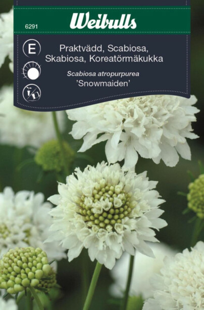 Koreatörmäkukka Weibulls Snowmaiden siemenet