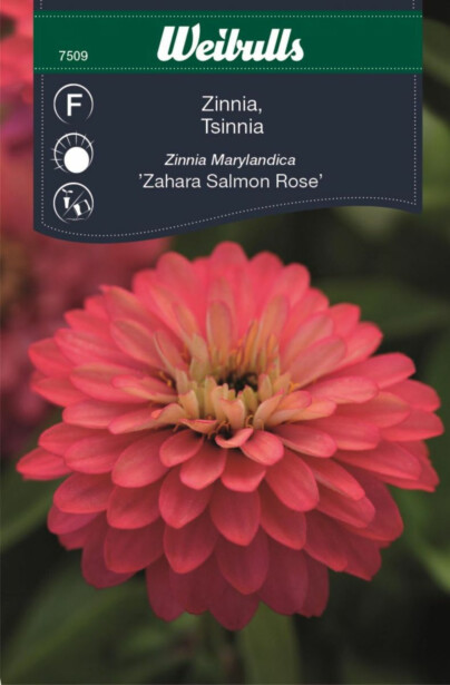 Zinnia Sahara Salmon Rose