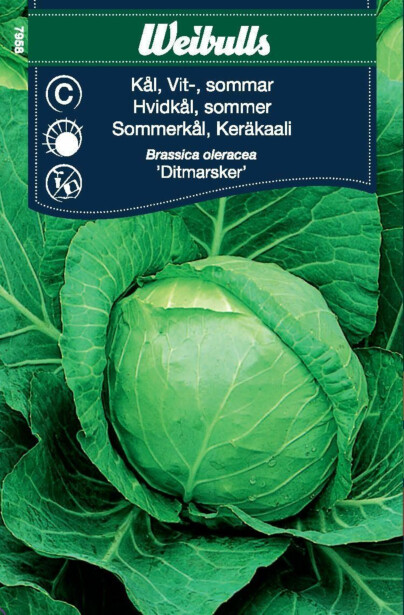 Kaalinsiemenet Weibulls keräkaali valkoinen kesä