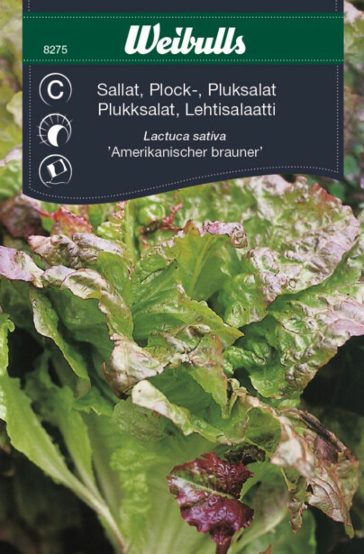 Salaatin siemenet Weibulls Am Brun lehtisalaatti
