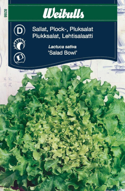 Salaatin siemenet Weibulls Bowl lehtisalaatti