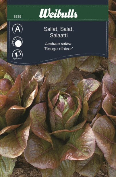 Salaatin siemenet Weibulls Rouge D Hiver