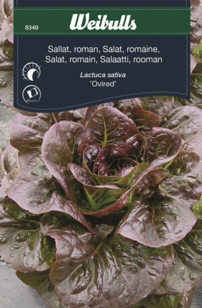 Salaatin siemenet Weibulls Ovired roomansalaatti