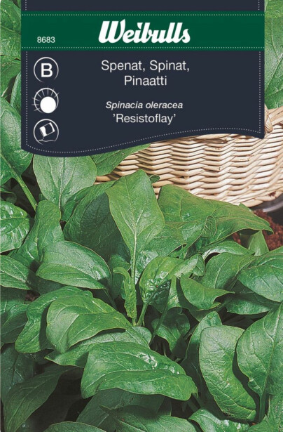 Pinaatin siemenet Weibulls Fabris