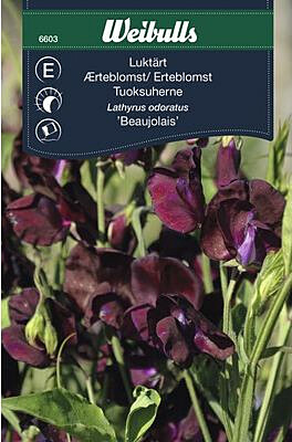 Tuoksuherne Weibulls Beaujolais siemenet