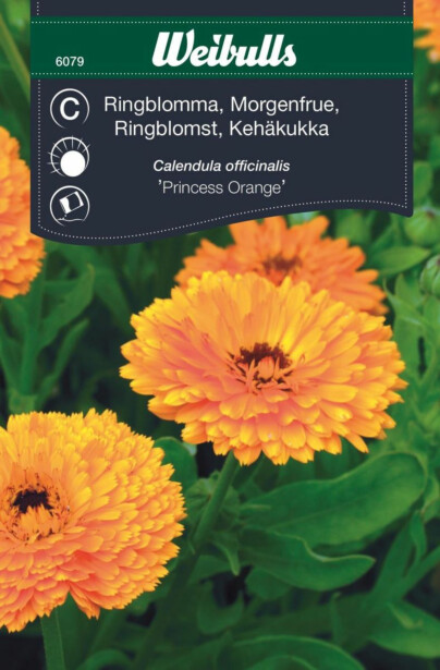 Kehäkukka Weibulls Princess siemenet