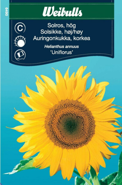 Auringonkukan siemenet Weibulls uniflorus