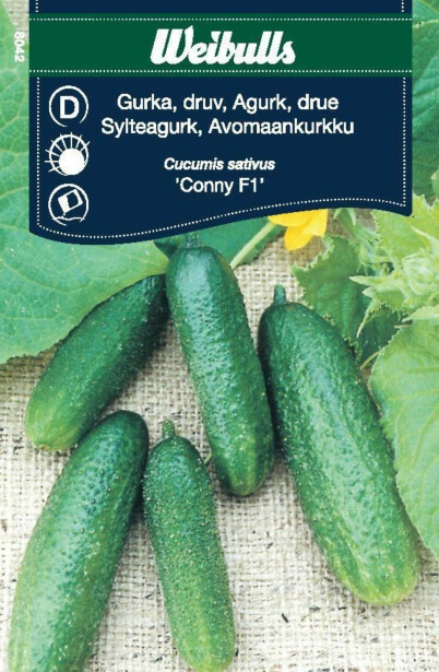 Kurkku Weibulls avomaankurkku siemenet