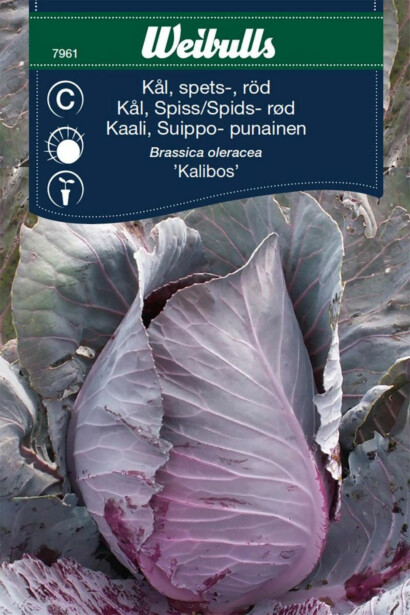 Kaalinsiemenet Weibulls suippokaali punainen