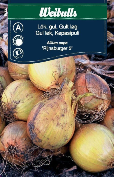 Sipuli Weibulls keltainen Rijnsburger siemenet