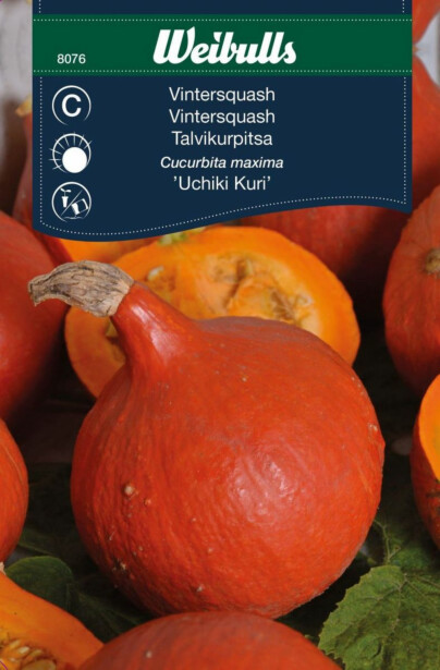 Kurpitsa Weibulls Uchiki Kuri siemenet
