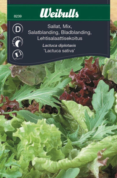 Salaatin siemenet Weibulls baby leaf mix