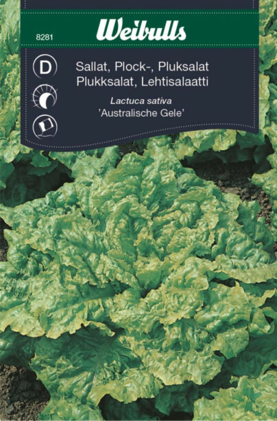 Salaatin siemenet Weibulls austrgeel lehtisalaatti