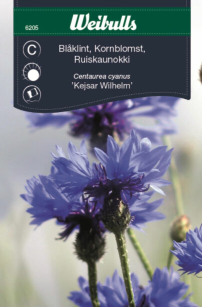 Ruiskaunokki Weibulls siemenet
