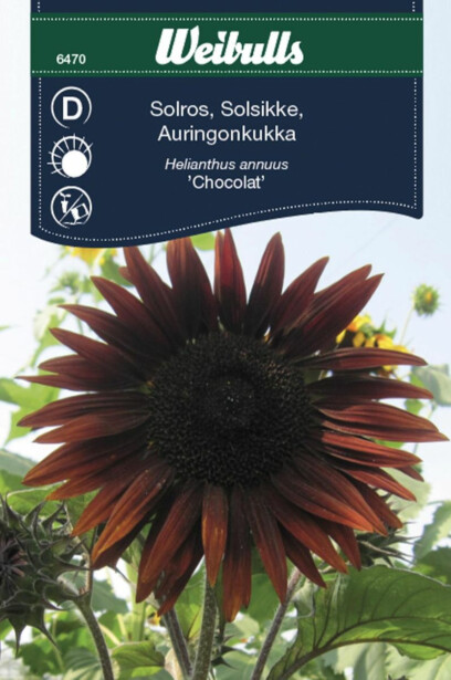 Auringonkukan siemenet Weibulls