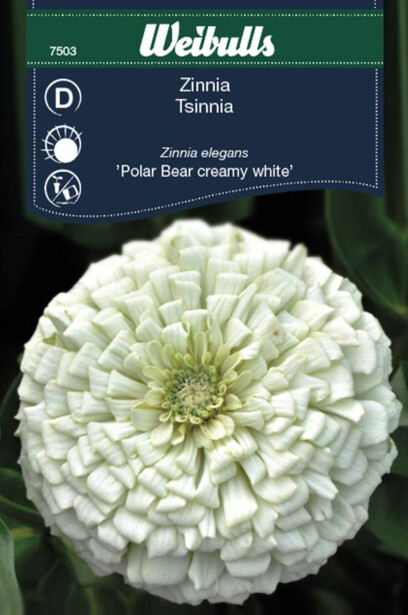 Zinnia Weibulls Polar Bear Creamy White Frö