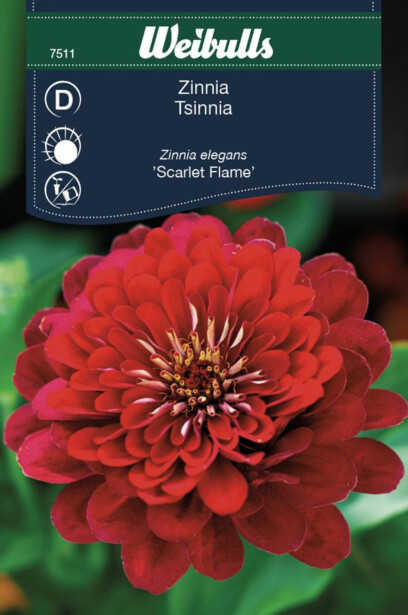 Zinnia Weibulls Scarlet Flame Frö