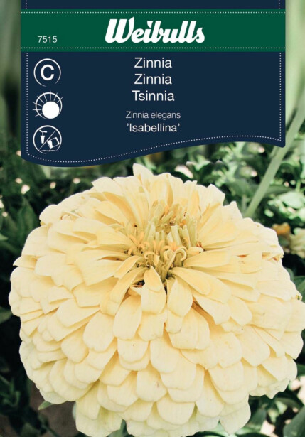 Zinnia Weibulls Isabellina
